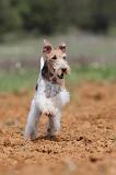 FOX TERRIER 292